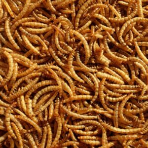 Dried Mealworms 12.55kg