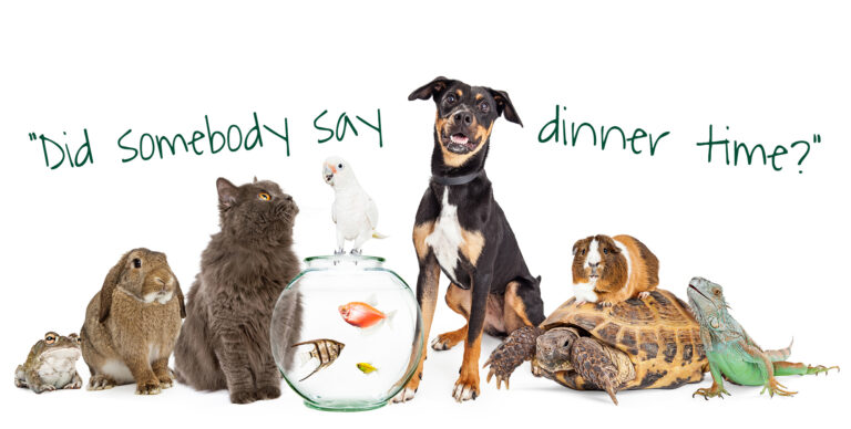 Large Group of Pet Animals Together