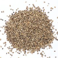 hemp seed