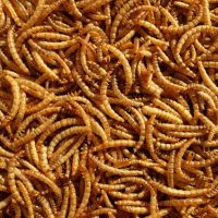 mealworms
