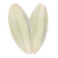 Cuttle Fish (2 Pack)