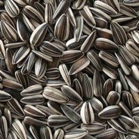 Sunflower Seed Medium Striped 12.7kg