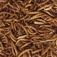 Mealworms 800g